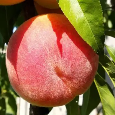 Персик ВАЙН ГОЛД Т3 в Слуцке