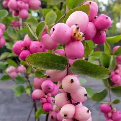 Снежноягодник ФИЕСТА БЕРРИ доренбоза в Слуцке