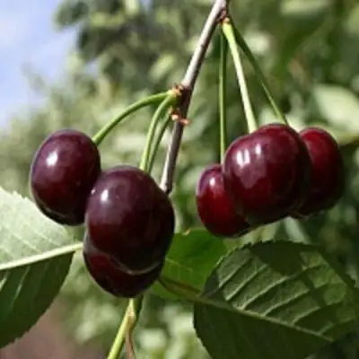 Вишня ВЛАДИМИРСКАЯ в Слуцке