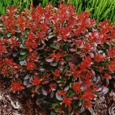 Барбарис КАРМЕН тунберга в Слуцке