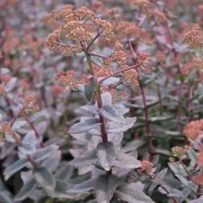 Очиток (седум) РЭЙН КСЕНОКС видный в Слуцке