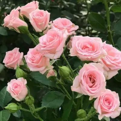 Роза КЛАССИК ЛИДИЯ спрей в Слуцке