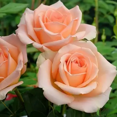 Роза ВЕРСИЛИЯ чайно-гибридная в Слуцке