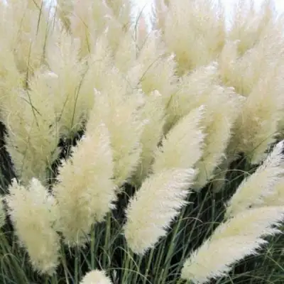 Кортадерия белая (пампасная трава) в Слуцке