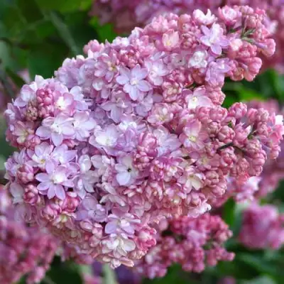 Сирень ПАМЯТЬ О ВЕХОВЕ в Слуцке