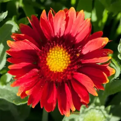 Гайлардия АРИЗОНА РЕД ШЕЙДС в Слуцке