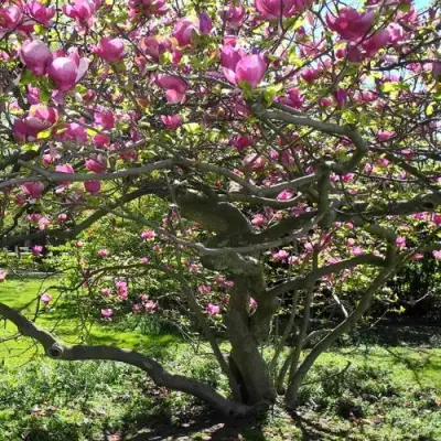 Магнолия СУЛАНЖА в Слуцке