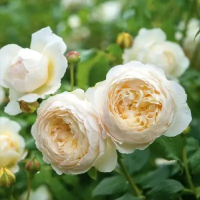 Роза КЛЭР ОСТИН английская в Слуцке