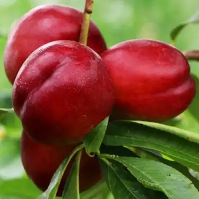 Нектарин КРЫМЧАНИН в Слуцке