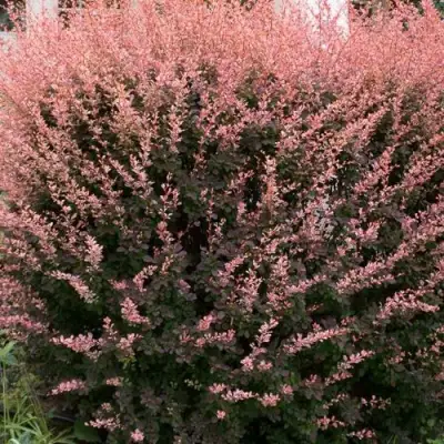 Барбарис РОУЗ ГЛОУ тунберга в Слуцке