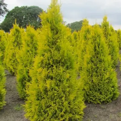 Туя САНКИСТ западная в Слуцке