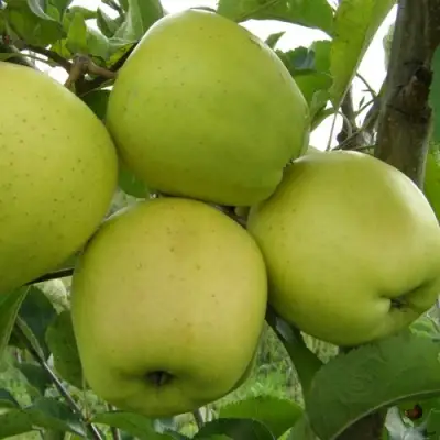 Яблоня КОШТЕЛЯ в Слуцке