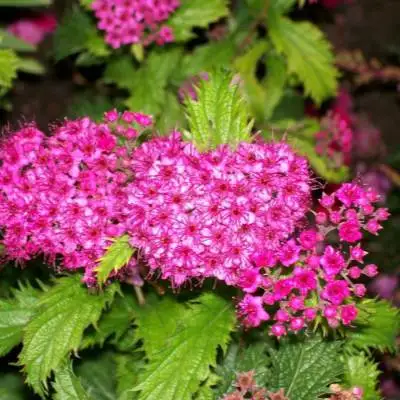 саженцы спиреи криспы