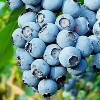 Голубика БРИГИТТА БЛЮ в Слуцке