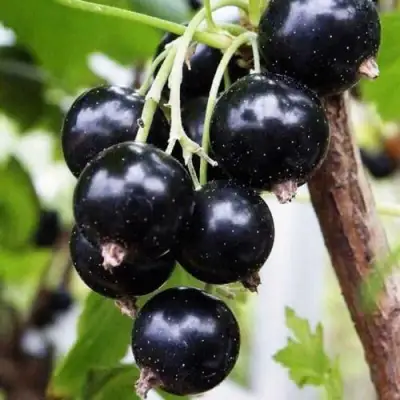 Смородина чёрная ДЕЛИКАТЕСНАЯ в Слуцке