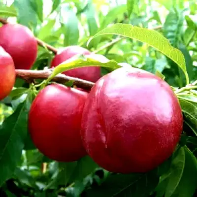 Нектарин ХАРКО в Слуцке