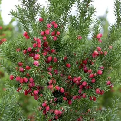 Тис ХИКСИ средний в Слуцке