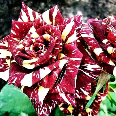 Роза ФОКУС ПОКУС флорибунда в Слуцке