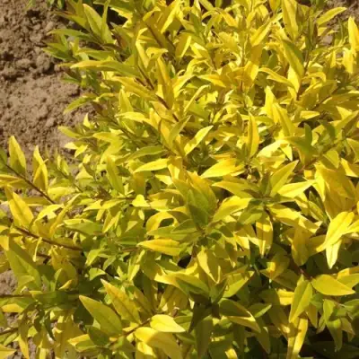 Бирючина АУРЕА обыкновенная в Слуцке