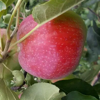 Яблоня АЛЬВА в Слуцке