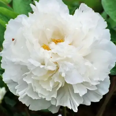 Пион БЕЛЫЙ СНЕГ древовидный в Слуцке