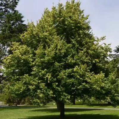 Липа сердцевидная в Слуцке