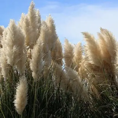 Кортадерия белая (пампасная трава) в Слуцке