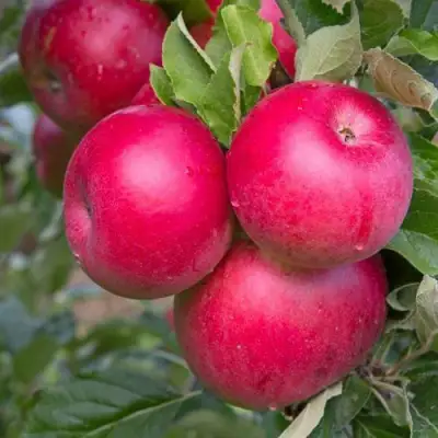 Яблоня РОЖДЕСТВЕНСКОЕ в Слуцке