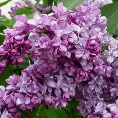 Сирень ГЕНЕРАЛ ПЕРШИНГ в Слуцке