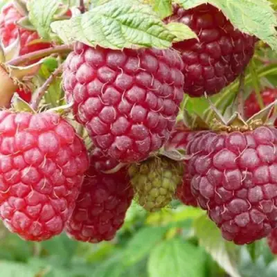 Малина ПОЛЬКА (ПОЛКА) в Слуцке