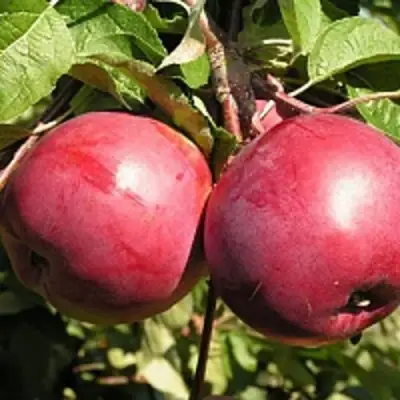 Яблоня ДАРУНАК в Слуцке