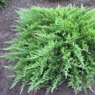 Можжевельник ТАМАРИСЦИФОЛИЯ казацкий  в Слуцке