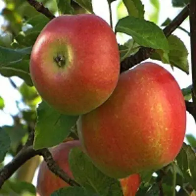 Яблоня ПЕРСИКОВАЯ в Слуцке