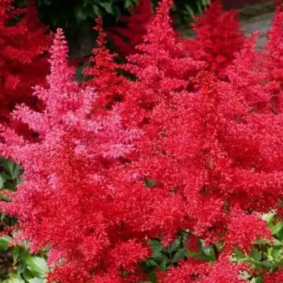 Астильба ЭТНА Арендса в Слуцке