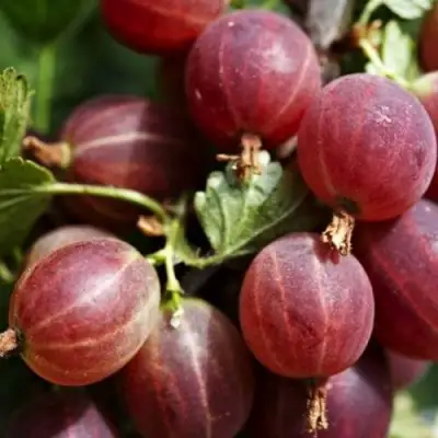 Крыжовник ХИННОМАКИ РОТ в Слуцке