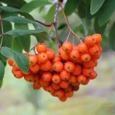 Рябина ВЕФЕД сладкоплодная в Слуцке