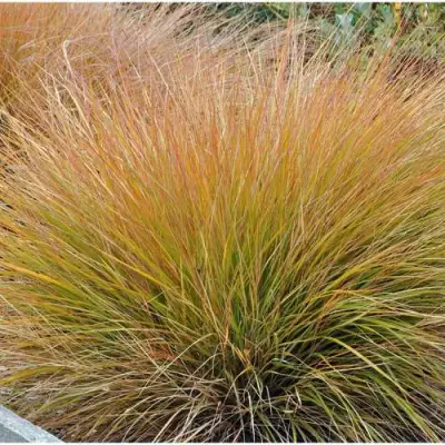 Осока БРОНЗОВЫЕ КУДРИ в Слуцке