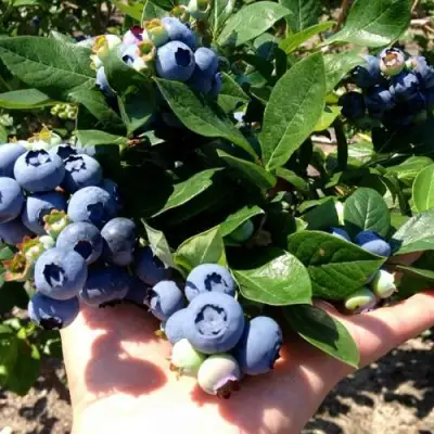 Голубика ДАРРОУ в Слуцке