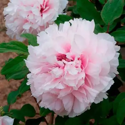 Пион ПЕРСИК ПОД СНЕГОМ древовидный в Слуцке