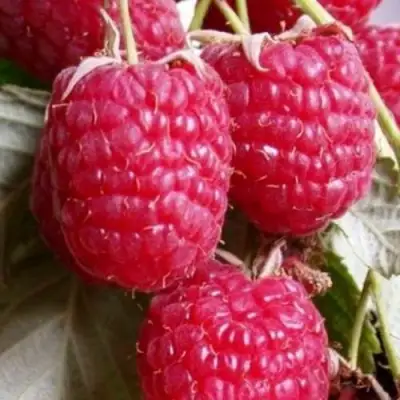 Малина ГЕРАКЛ в Слуцке