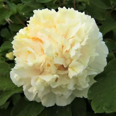 Пион НЕЖНЫЙ ГОЛОС древовидный в Слуцке