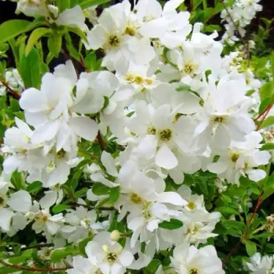 Экзохорда ЗЕ БРАЙД в Слуцке