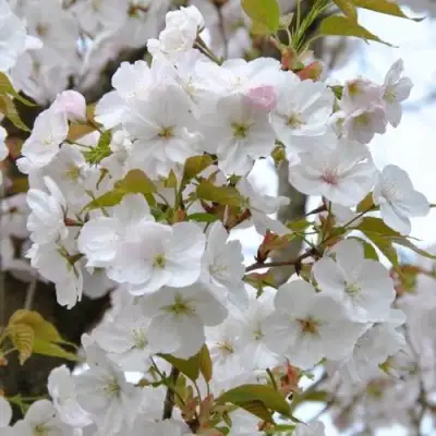Сакура САНСЕТ БУЛЕВАРД в Слуцке