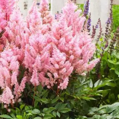 Астильба ЛУК ЭТ МИ японская в Слуцке