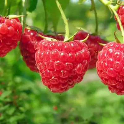 Малина ПРОСТО ПРЕЛЕСТЬ (СТОЛЕШНИК) в Слуцке