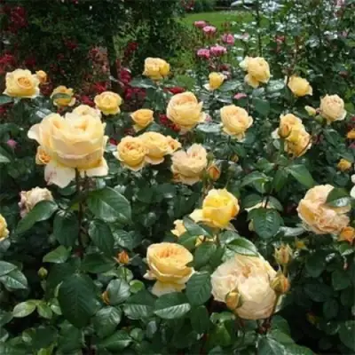 Роза КЕНДЛАЙТ чайно-гибридная в Слуцке