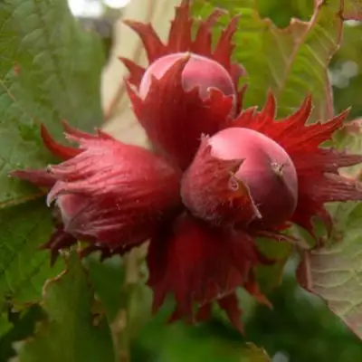 Фундук МОСКОВСКИЙ РУБИН в Слуцке