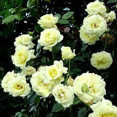 Роза ЭЛЬФ плетистая в Слуцке