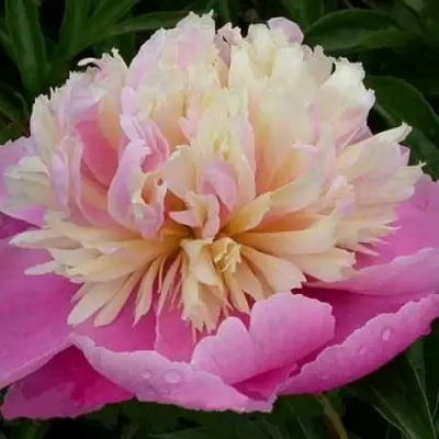 Пион ВЕСЕННЯЯ ПАЛИТРА травянистый в Слуцке