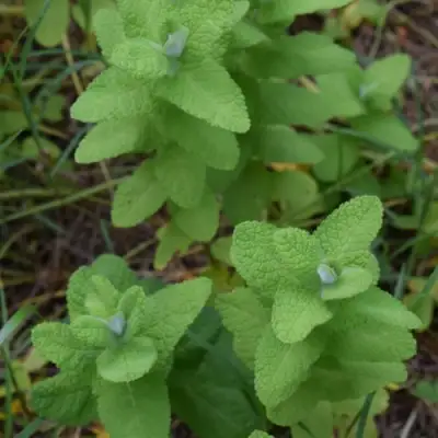 Мята АПФЕЛМИНЦЕ в Слуцке